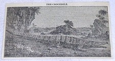 1832 small magazine engraving ~ THE CROCODILE on the shore  picture