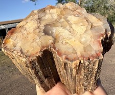 ☘️RR⛏️: Top Quality Agate Replaced Arizona Petrified Wood, 3 Lb picture