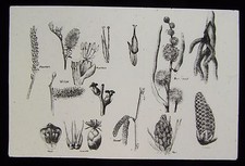 Glass Magic Lantern Slide PLANT POLLINATION NO21 C1900 DRAWING picture