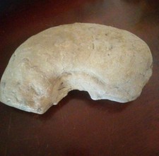 FOSSIL Real Ancient FOSSILIZED creature picture