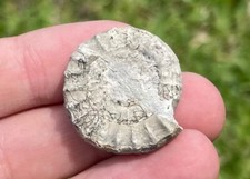 Ukrainian Fossil Ammonite Echioceras Rare Jurassic Age Ukraine picture