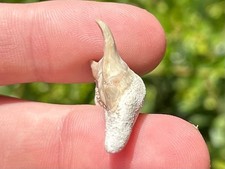 Pathological Fossil Sharks Tooth Otodus obliquus Rare Morocco Deformed Teeth picture
