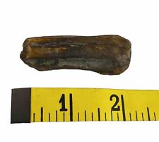 Horse Tooth Fossil Florida Peace River Find picture