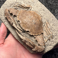 Exceptional Charybdis Fossil Crab – Complete & Highly Detailed ✅ picture
