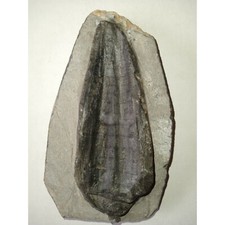 EXTINCTION- Cupressocrinus CRINOID FOSSIL  - TOP QUALITY picture