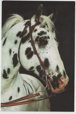 HANDSOME LEOPARD HEADSTUDY ApHC Appaloosa Horse Club Postcard picture