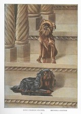Brussels Griffon / King Charles Spaniel - 1927 Color Dog Art Print - Matted picture