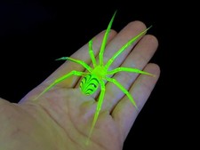 Giant 4” Uranium Glass Vaseline Glass Spider Black Swirl By Rafael picture