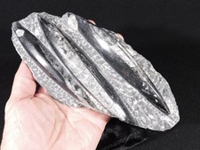 Big 400 Million Year Old Polished ORTHOCERAS Fossil Plate Morocco 898gr picture