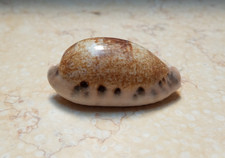 Cypraea caurica super natural glossy large size 56.8mm F++++F+++ red sea shell picture