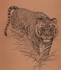 Bengal Tiger - CUSTOM MATTED - Vintage Animal Art Print - 1953 Diana Thorne picture