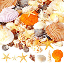 Mixed Sea Shells, 80+ Pcs Beach Seashells Starfish, Various Sizes Ocean picture
