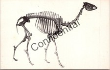 Prehistoric Cemelops Camel Skeleton Dinosaur Display Postcard Dino LA CA V98 picture