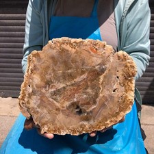 4.33LB Natural Petrified Wood Crystal Fossil Slice Shape Specimen Healing 6380 picture