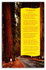 Vintage 1960s- Northern California Redwoods- California Postcard (UnPosted) picture