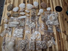 Mixed Sea Shells Bulk Estate Lot 5 Lb Craft Decor Collection Sorted Bags Box picture
