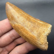 HUGE Fossil Dinosaur Tooth Charcharodontosaurus 3.45” Morocco (Restored) picture