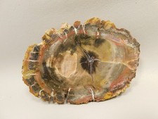Petrified Wood Polished Round Circle Cliffs Utah #O141-14 picture