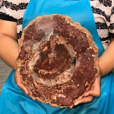 2200G Natural Petrified Wood Slice Fossil Mineral Specimen Auction MH6163 picture
