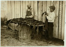 Photo:Woodburn Kentucky 1916 Lester Daniel Tobacco Harvesting Boys picture
