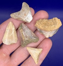 Lot of 5 California Great White Shark Tooth Fossils Shark Teeth Lot picture