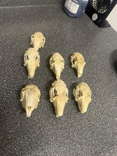Lot of 7 Real Rabbit Skulls & Jaws Natural Bone Oddities Taxidermy Crafts picture