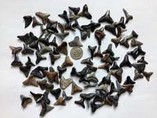 100 Quality fossil shark teeth - Venice, Florida -   picture