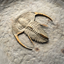 Rare Fallotaspis cf. bondoni Trilobite Fossil – Outstanding Preservation ✅ picture