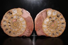 Split Timor Ammonite Pair - UV Reactive 3 1/4