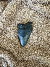 Real Megalodon Shark Tooth 3.70” Big Fossil Shark Teeth From NC picture