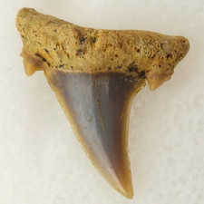 Jaekelotodus trigonalis 0.62