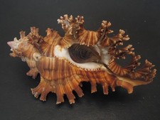 Gorgeous...CHICOREUS PALMAROSAE w/o~100.9mm~Thailand SEASHELL picture