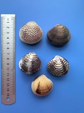 Set of 5 Bivalves| Gafrarium aequivocum| Very NICE pattern picture