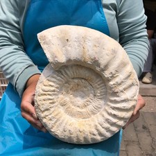 9.74LB Large Natural Beautiful Ammonite Fossil Conch Crystal Specimen Healing picture