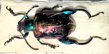 Chrysomelidae Sagra buqueti LARGE FEMALE - 25-26mm A1 from MALAYSIA - #1861 picture