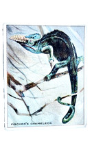 1910 T29 Hassan Animals #26 Fisher's Chameleon, Vertical Back, 1st we have picture