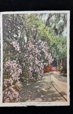 c1930's Magnolia Gardens Charleston South Carolina NC, Pink Vintage Postcard picture