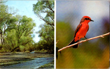 Vintage Postcard Patagonia Creek Sanctuary Arizona Peaceful Nature Reserve picture