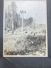 Antique c1910-1920 Original Photograph Three Men Atop Telephone/Telegraph Pole picture