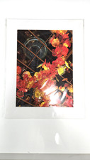 Dale Chihuly 8