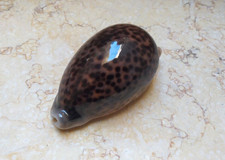 F Cypraea pantherina red sea shell F++++ 96.5mm WOW color super natural glossy picture