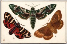 Vintage 1910s Tuck's BUTTERFLIES Embossed Postcard 