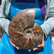 4.75LB Large Natural Beautiful Ammonite Fossil Conch Crystal Specimen Healing picture