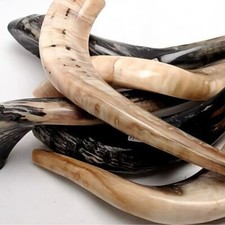 Authentic Polished Shofar 19.7″ - 23.6″ / 50 cm - 60 cm picture