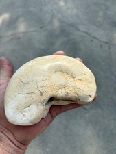 Texas ammonite with calcite filled geode inside picture