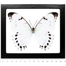 Morpho luna REAL FRAMED BUTTERFLY WHITE GUATEMALA picture