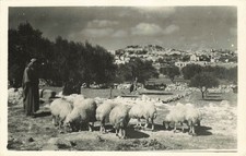 Vintage RPPC Shepherd's Field Bethlehem Holy Land Jerusalem Postcard 1930s picture