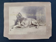 1900s antique PHOTO realistic DOG sketch drawing artist studio RETRIEVER picture