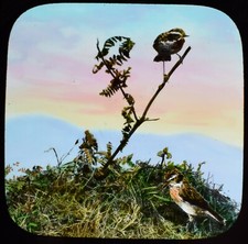 ANTIQUE Magic Lantern Slide WINDCHAT C1910 PHOTO BIRDS picture