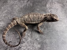Pogona vitticeps Pine lizard taxidermy Real skin mount  picture
